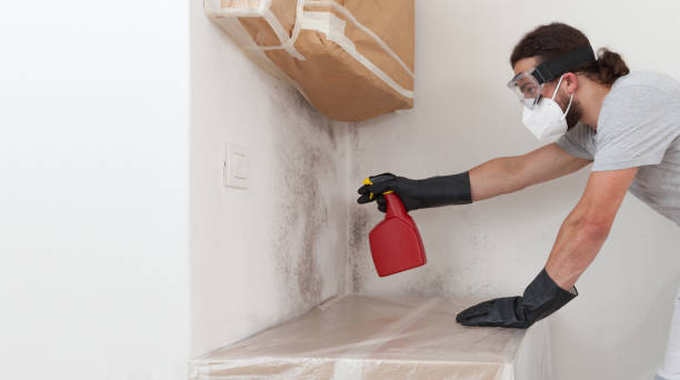 Attic Mold Remediation treatment on roof deck in Callao