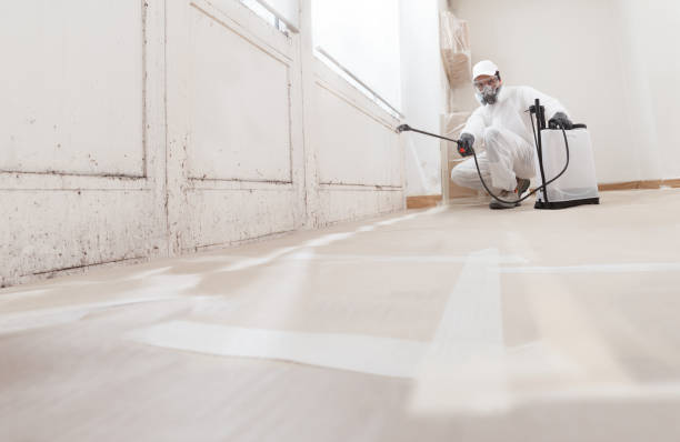 Black mold remediation team in Callao